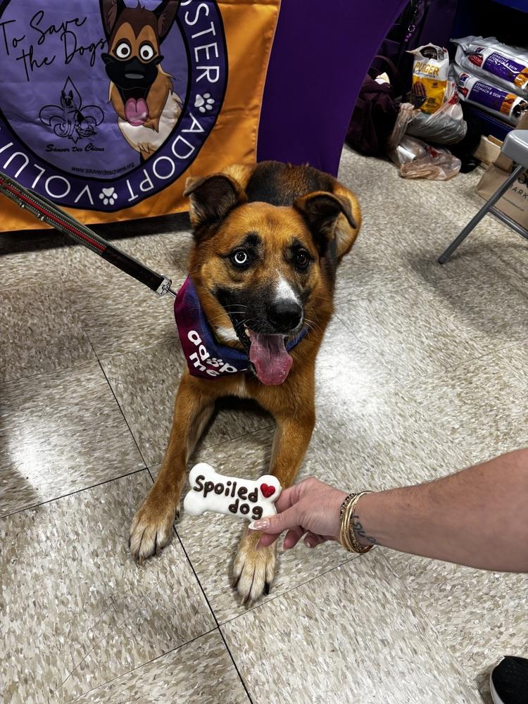 Enlarge Astra, a Adoptable mixed breed in Sealy, TX image 4/6