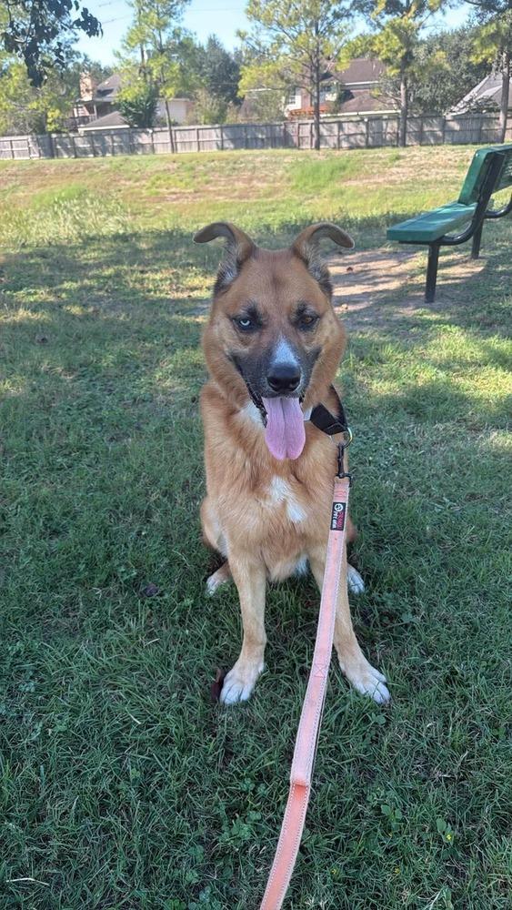 Enlarge Astra, a Adoptable mixed breed in Sealy, TX image 5/6
