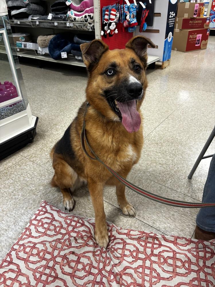 Enlarge Astra, a Adoptable mixed breed in Sealy, TX image 6/6