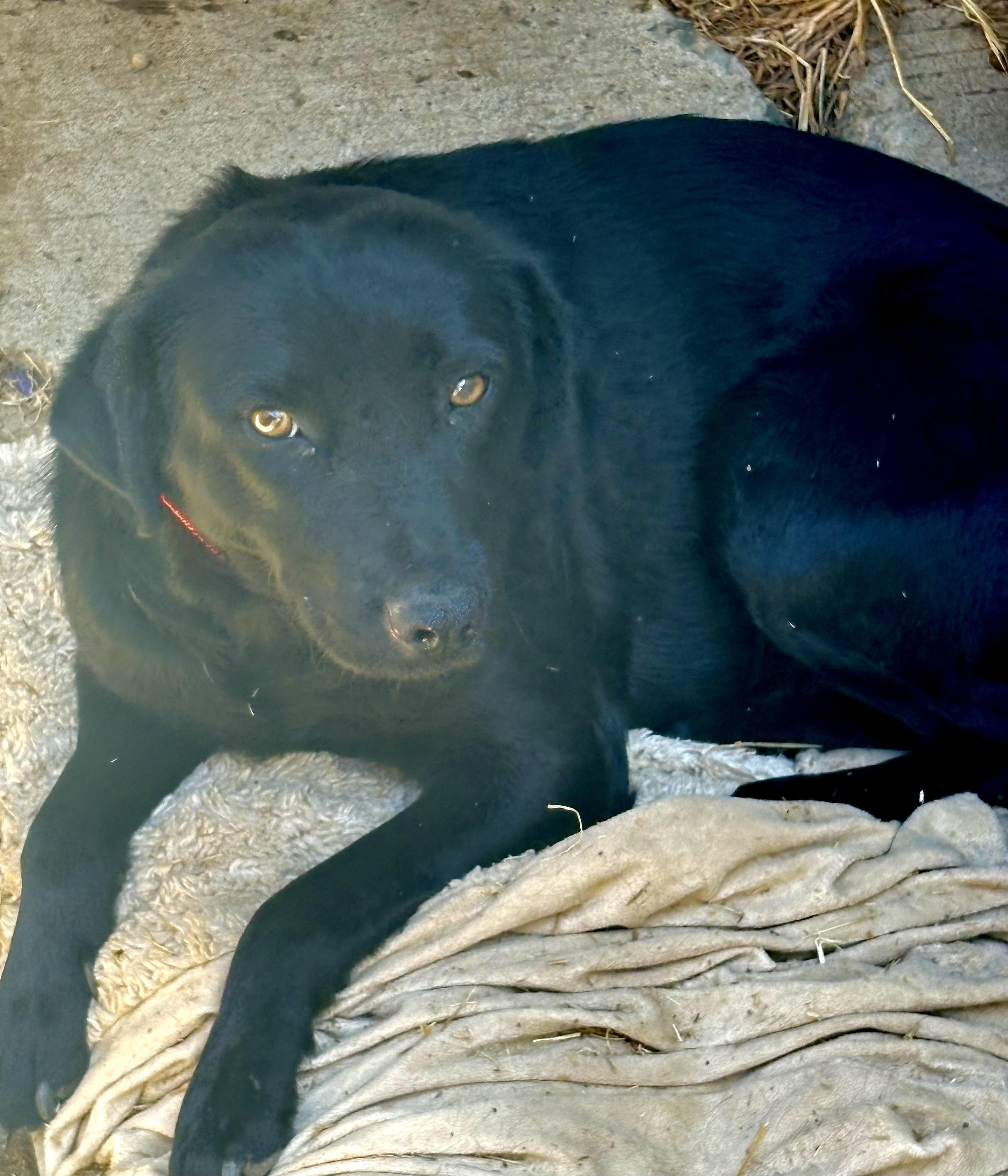 Morgan, Adoptable, Adult Male Black Labrador Retriever.