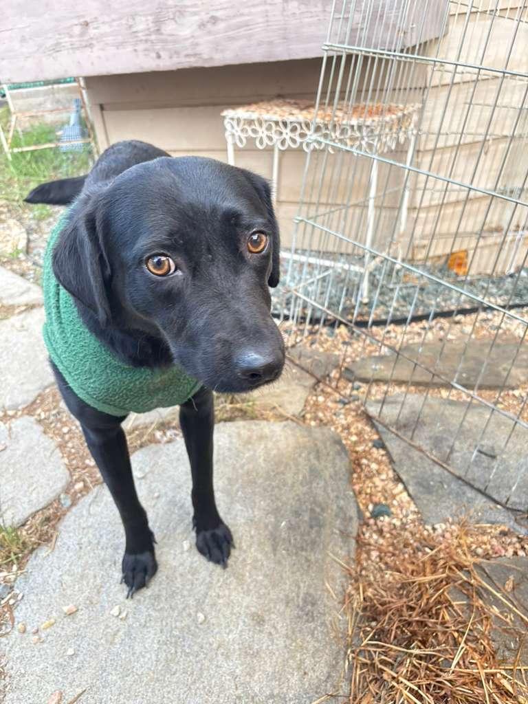 Morgan, an adoptable mixed breed in San Ysidro, CA image 3/6