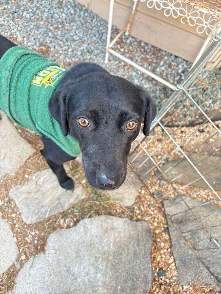 Morgan, an adoptable mixed breed in San Ysidro, CA image 5/6