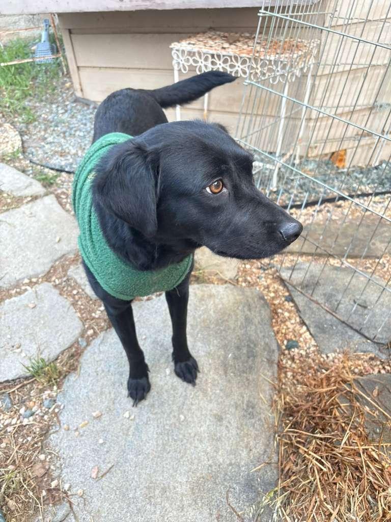 Morgan, an adoptable mixed breed in San Ysidro, CA image 4/6