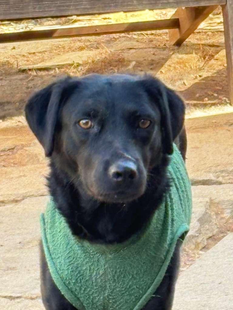 Morgan, adoptable, Adult Male Black Labrador Retriever.