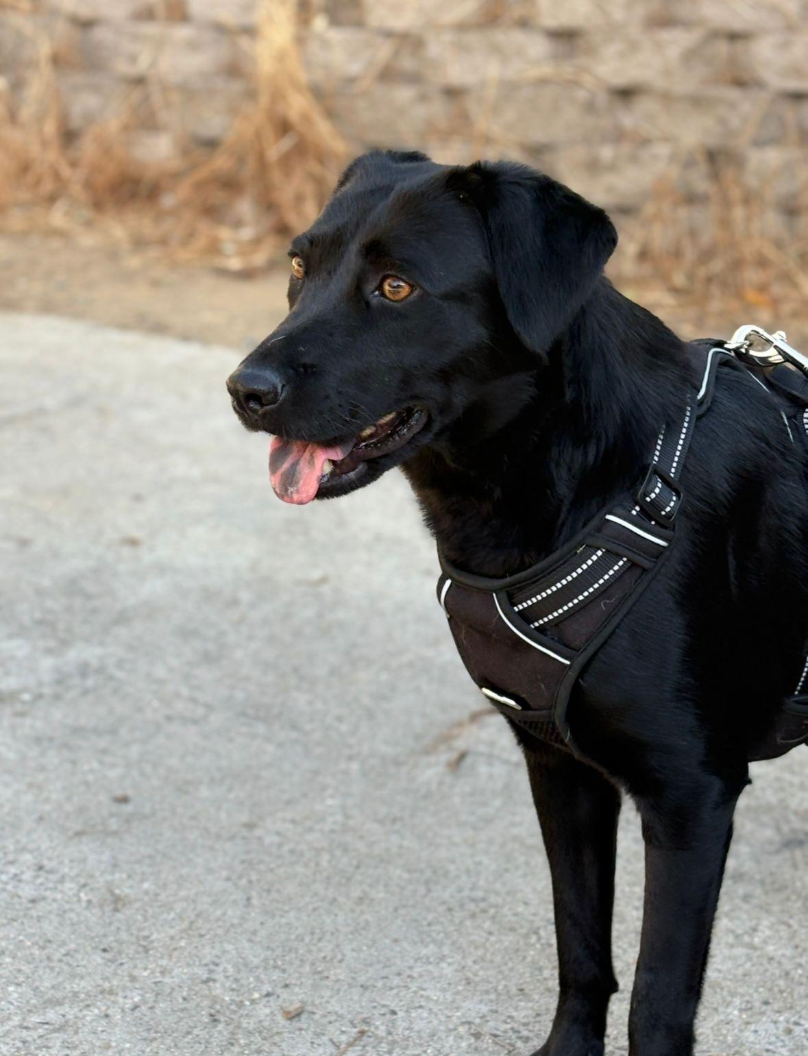 Morgan, a Adoptable mixed breed in San Ysidro, CA image 1/6