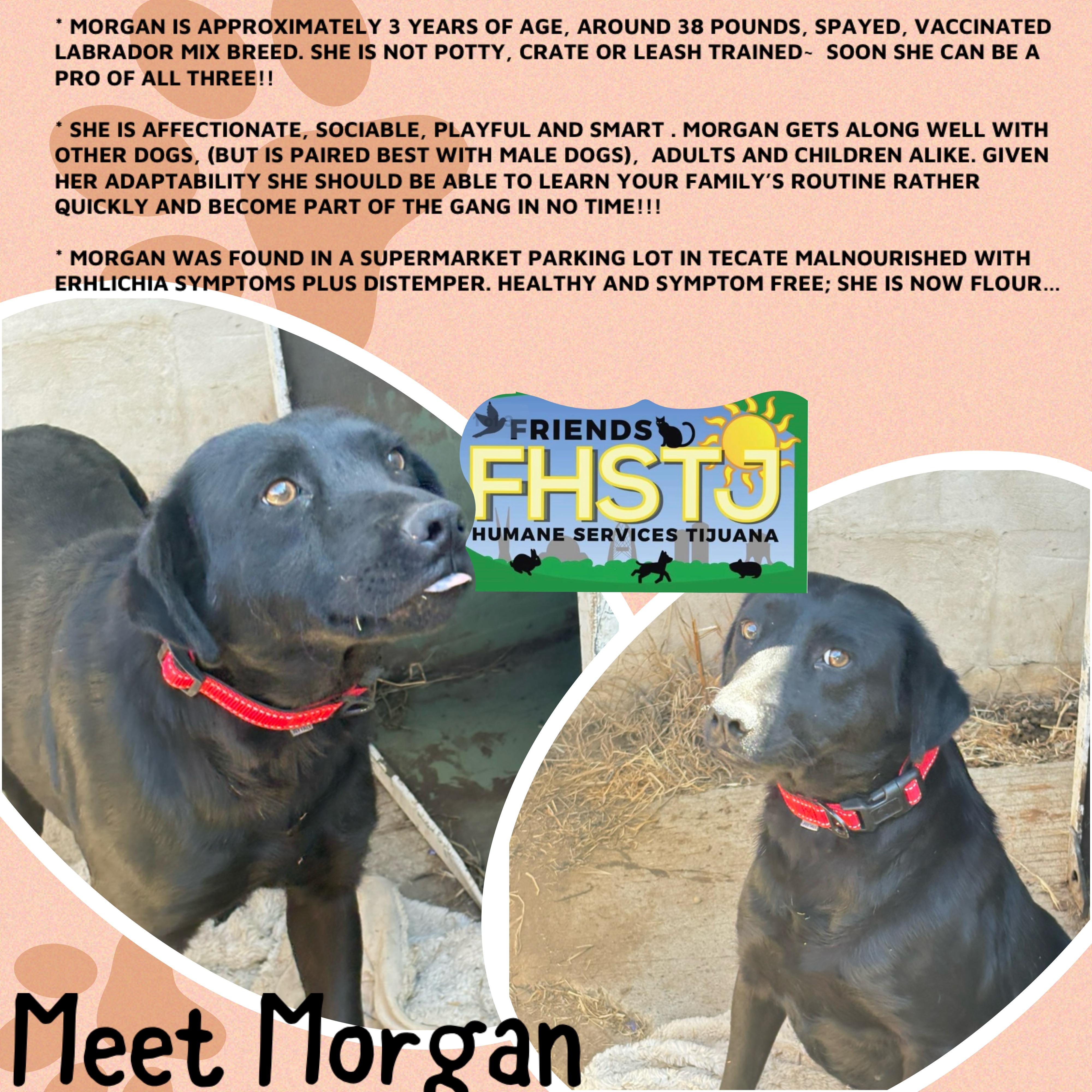 Morgan, a Adoptable mixed breed in San Ysidro, CA image 3/6