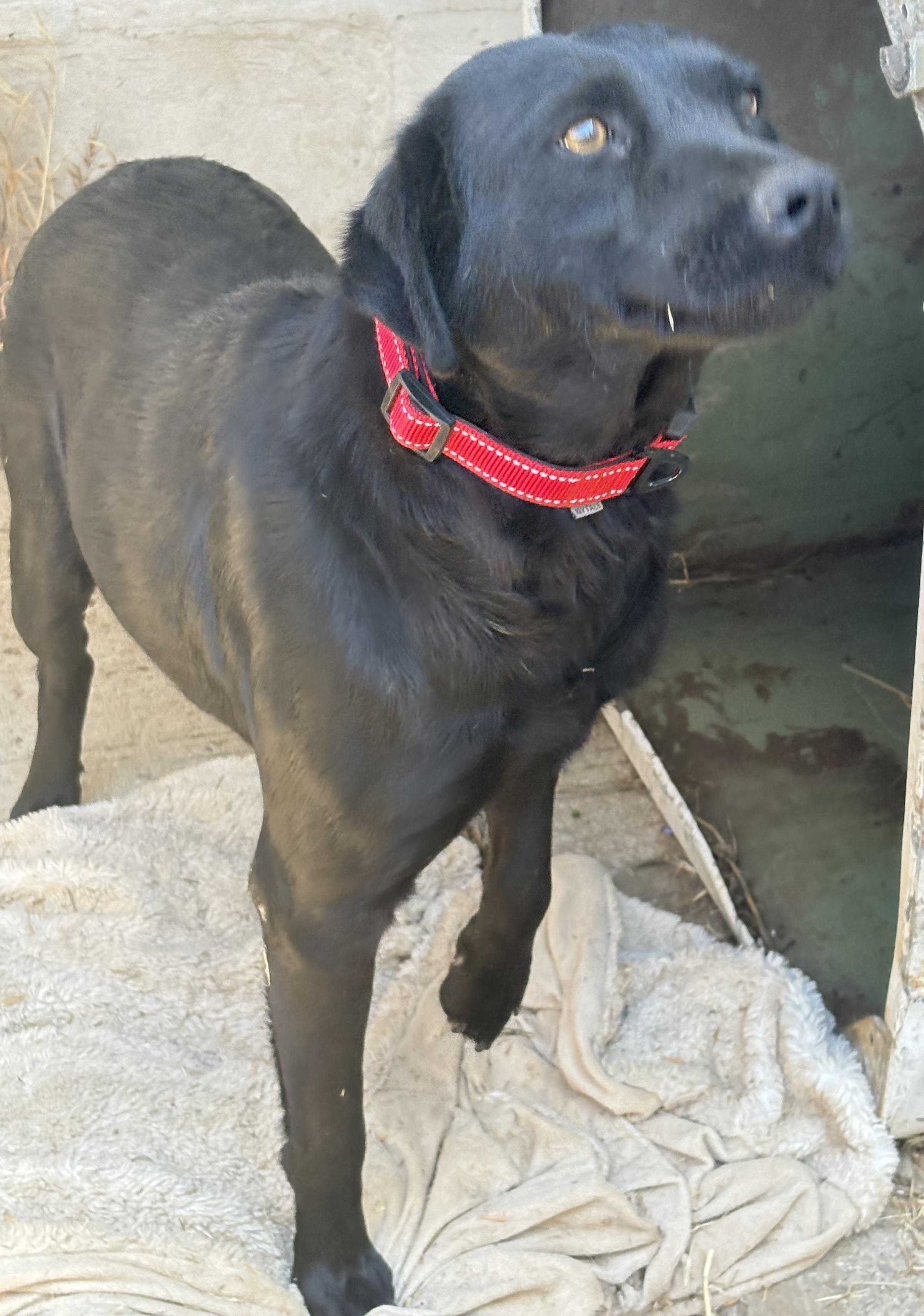 Morgan, a Adoptable mixed breed in San Ysidro, CA image 5/6