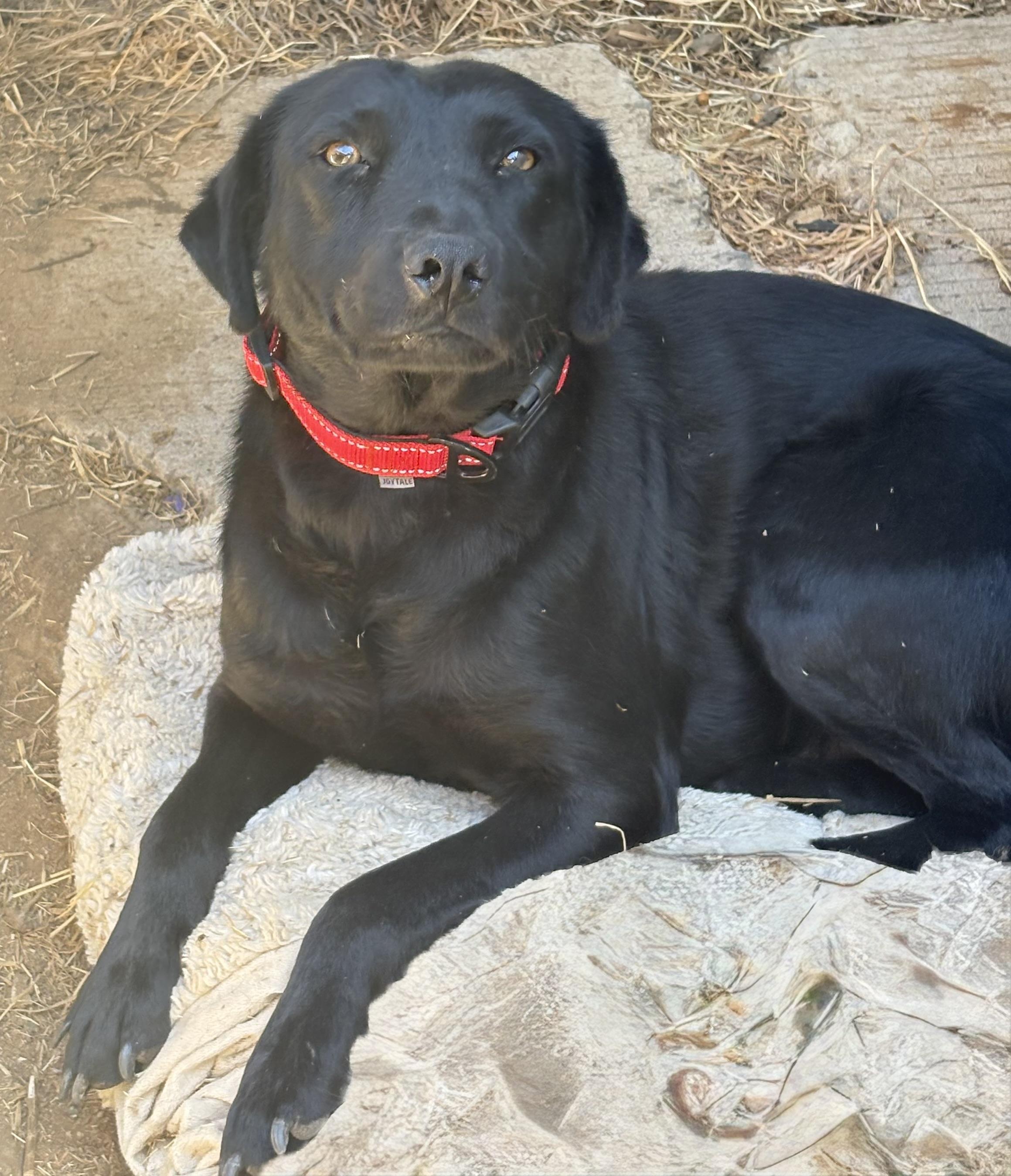 Morgan, a Adoptable mixed breed in San Ysidro, CA image 6/6