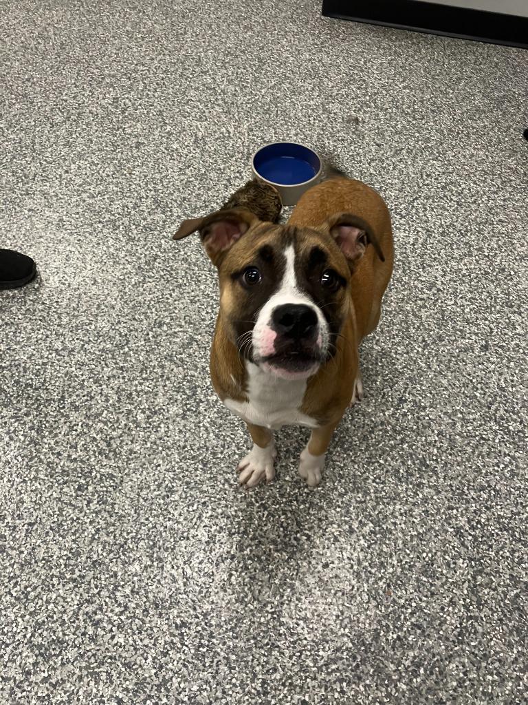 Chip, Adoptable, Puppy Male American Bulldog & Pit Bull Terrier.