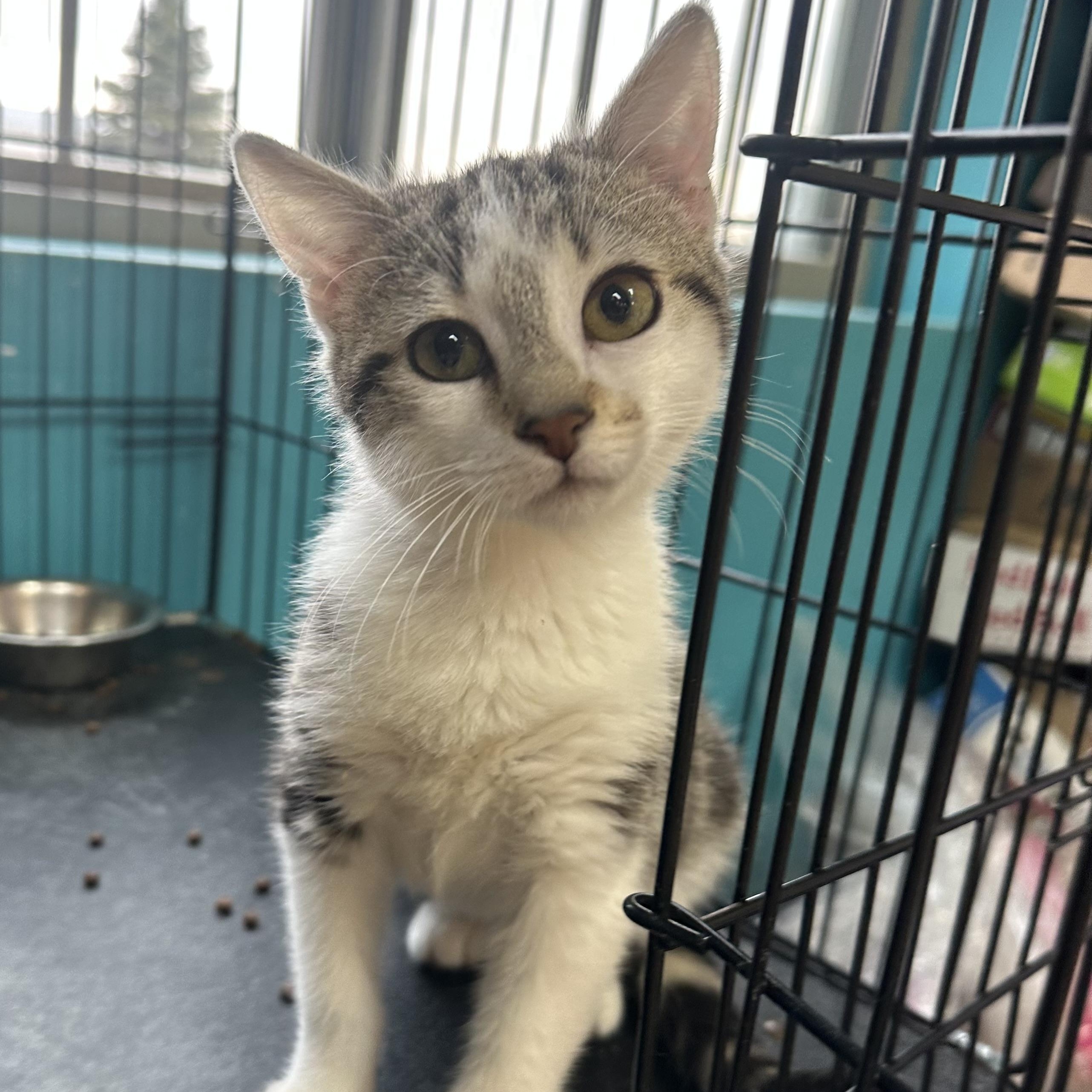 Broadway, an adopted Domestic Short Hair in Brookings, SD image 2/2