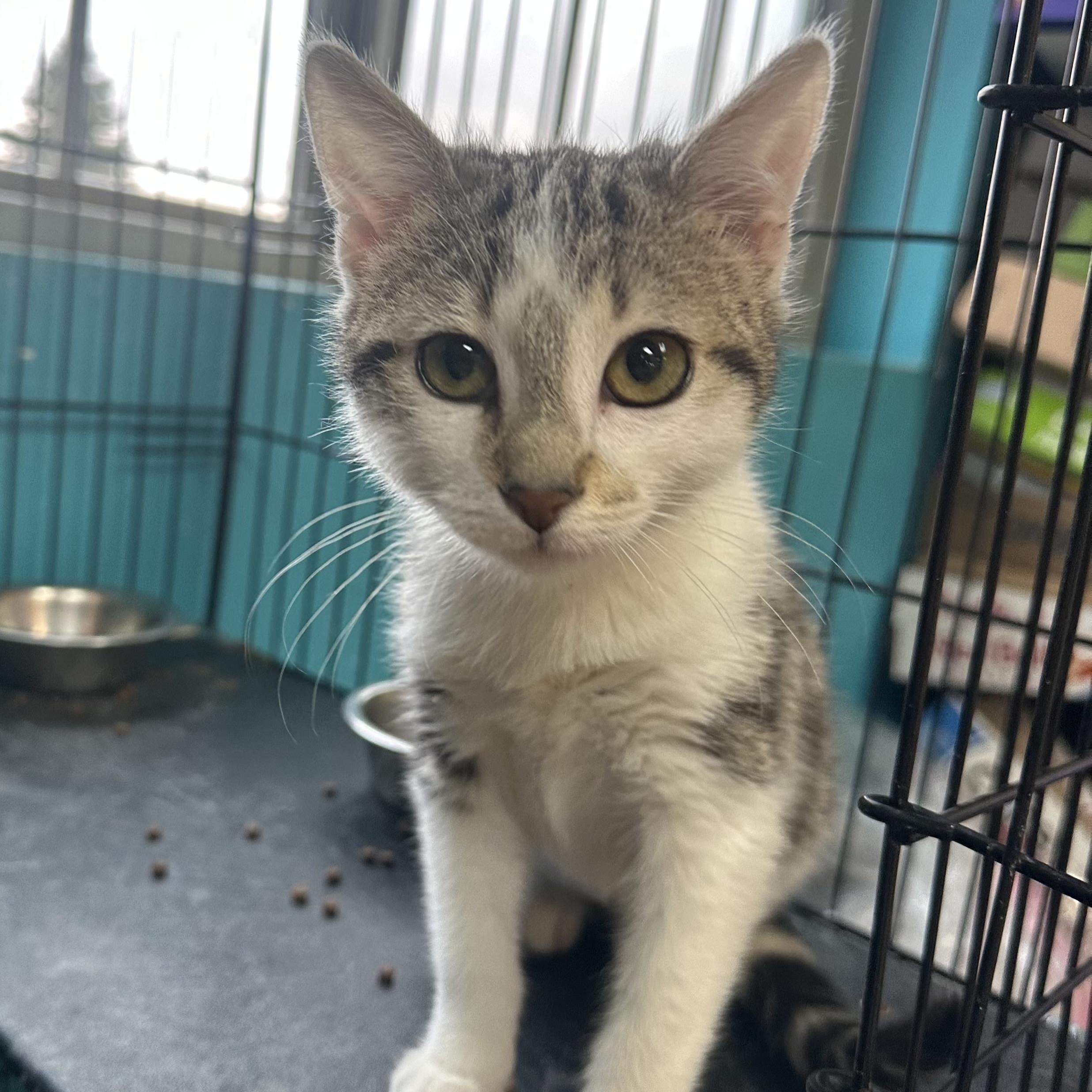 Broadway, an adopted Domestic Short Hair in Brookings, SD image 1/2