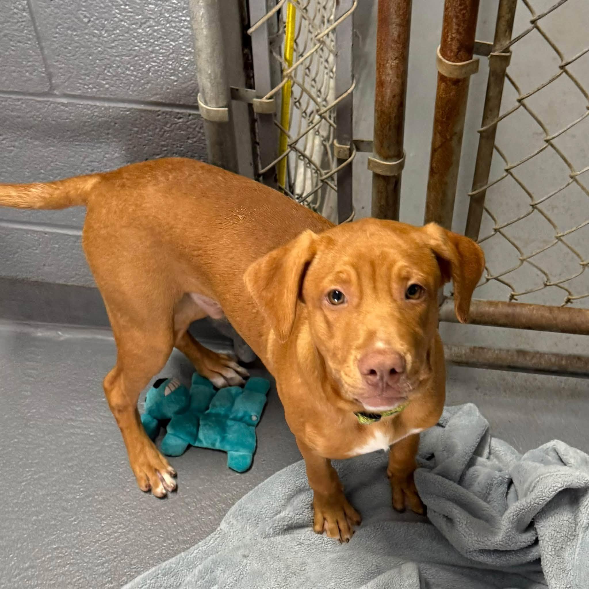 Enlarge ROSS, a Adopted mixed breed in Cadiz, OH image 3/5