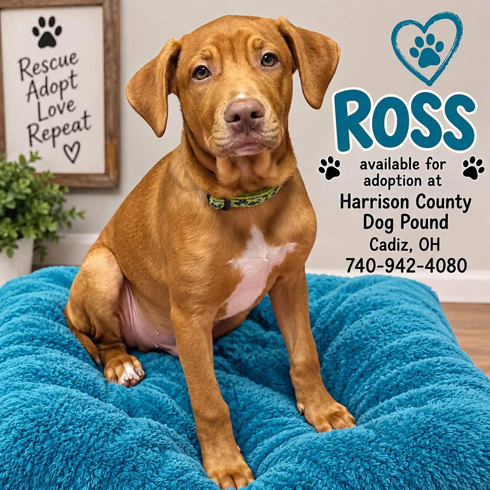 ROSS, Adopted, Puppy Male Bullmastiff & Terrier.
