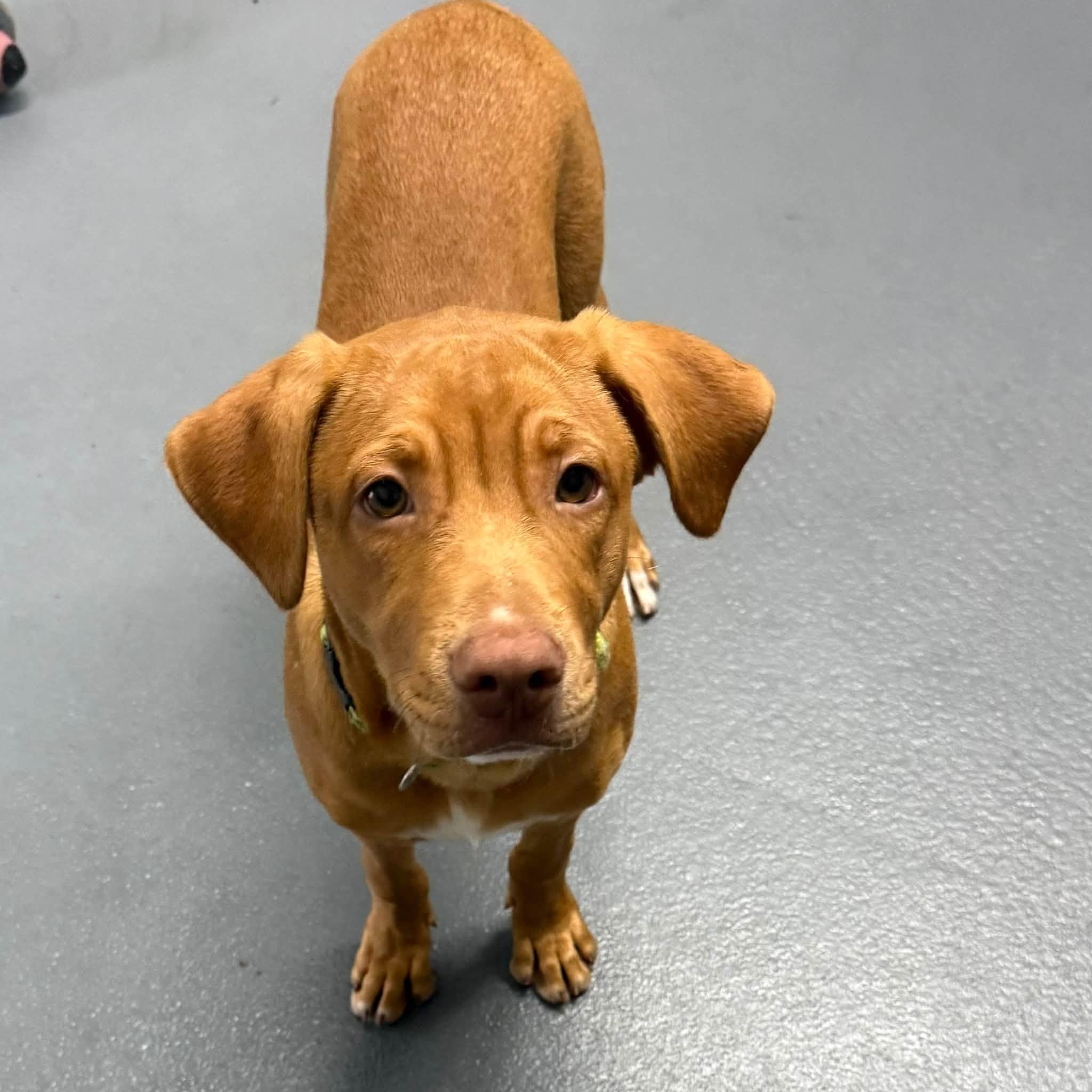 Enlarge ROSS, a Adopted mixed breed in Cadiz, OH image 2/5