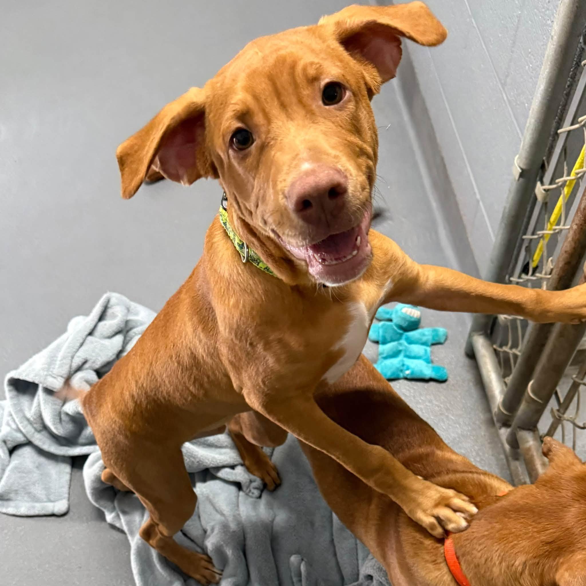 Enlarge ROSS, a Adopted mixed breed in Cadiz, OH image 4/5