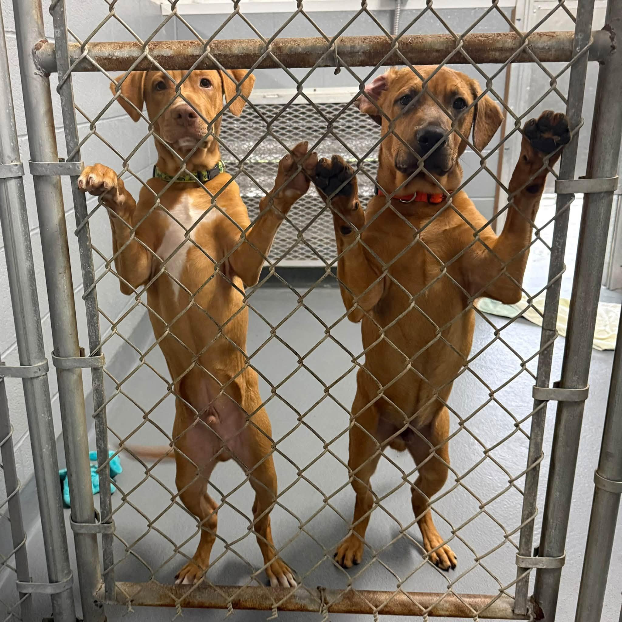 Enlarge ROSS, a Adopted mixed breed in Cadiz, OH image 5/5