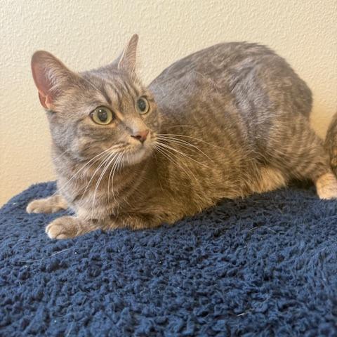 Enlarge Donna, a Adoptable Domestic Short Hair in Cody, WY image 1/1
