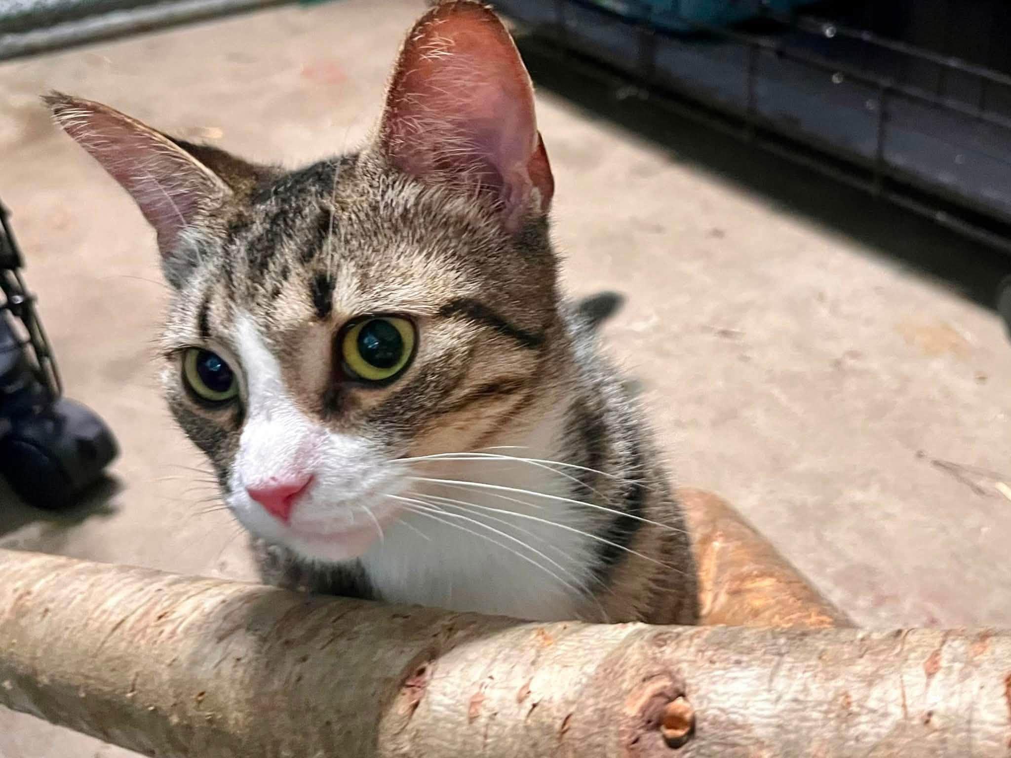 Enlarge Cici, an adopted Domestic Short Hair in New Britain, CT image 2/3