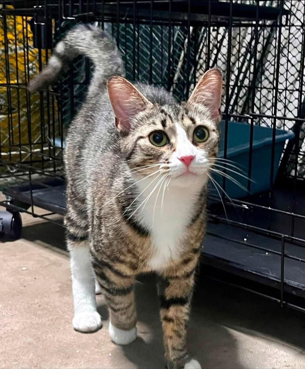 Enlarge Cici, an adopted Domestic Short Hair in New Britain, CT image 3/3