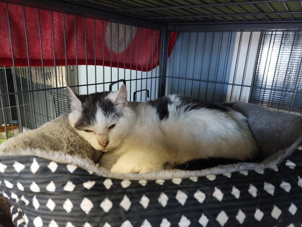 Henry, Adoptable, Adult Male Domestic Short Hair.