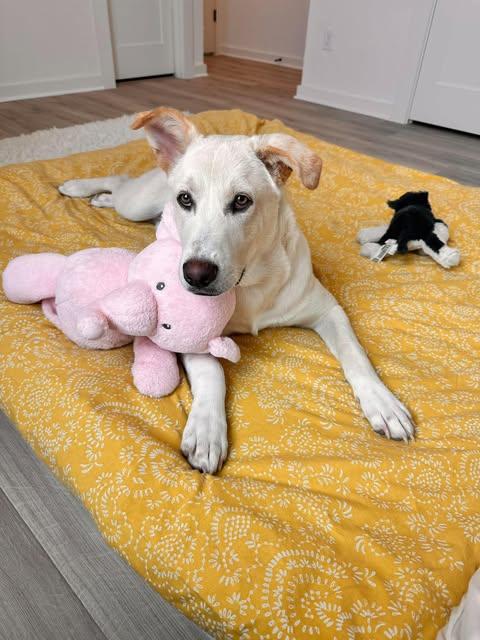 Enlarge Jasper, a Adoptable mixed breed in Austin , TX image 6/6