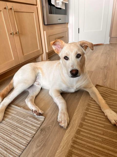 Enlarge Jasper, a Adoptable mixed breed in Austin , TX image 4/6