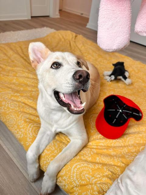 Enlarge Jasper, a Adoptable mixed breed in Austin , TX image 3/6