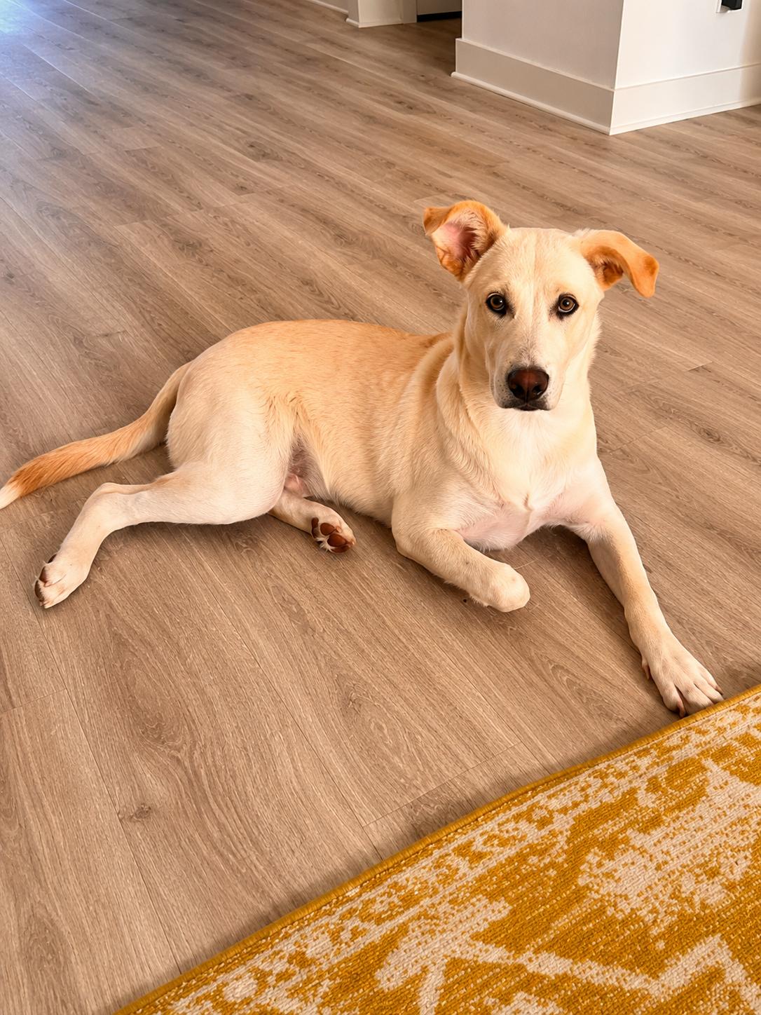 Enlarge Jasper, a Adoptable mixed breed in Austin , TX image 2/6