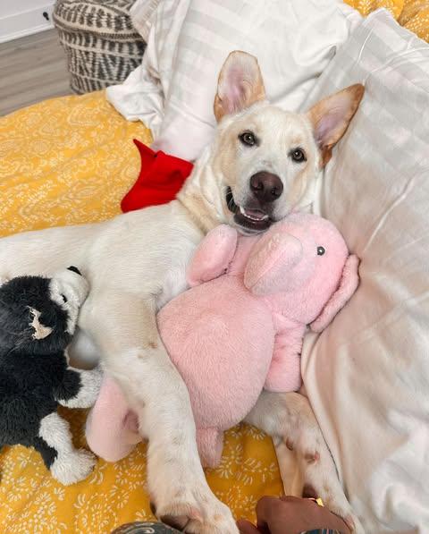 Enlarge Jasper, a Adoptable mixed breed in Austin , TX image 5/6