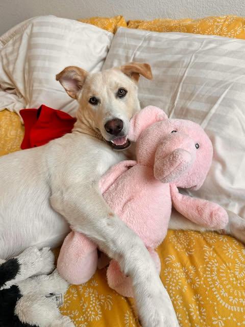Jasper, Adoptable, Puppy Male Labrador Retriever & Husky.