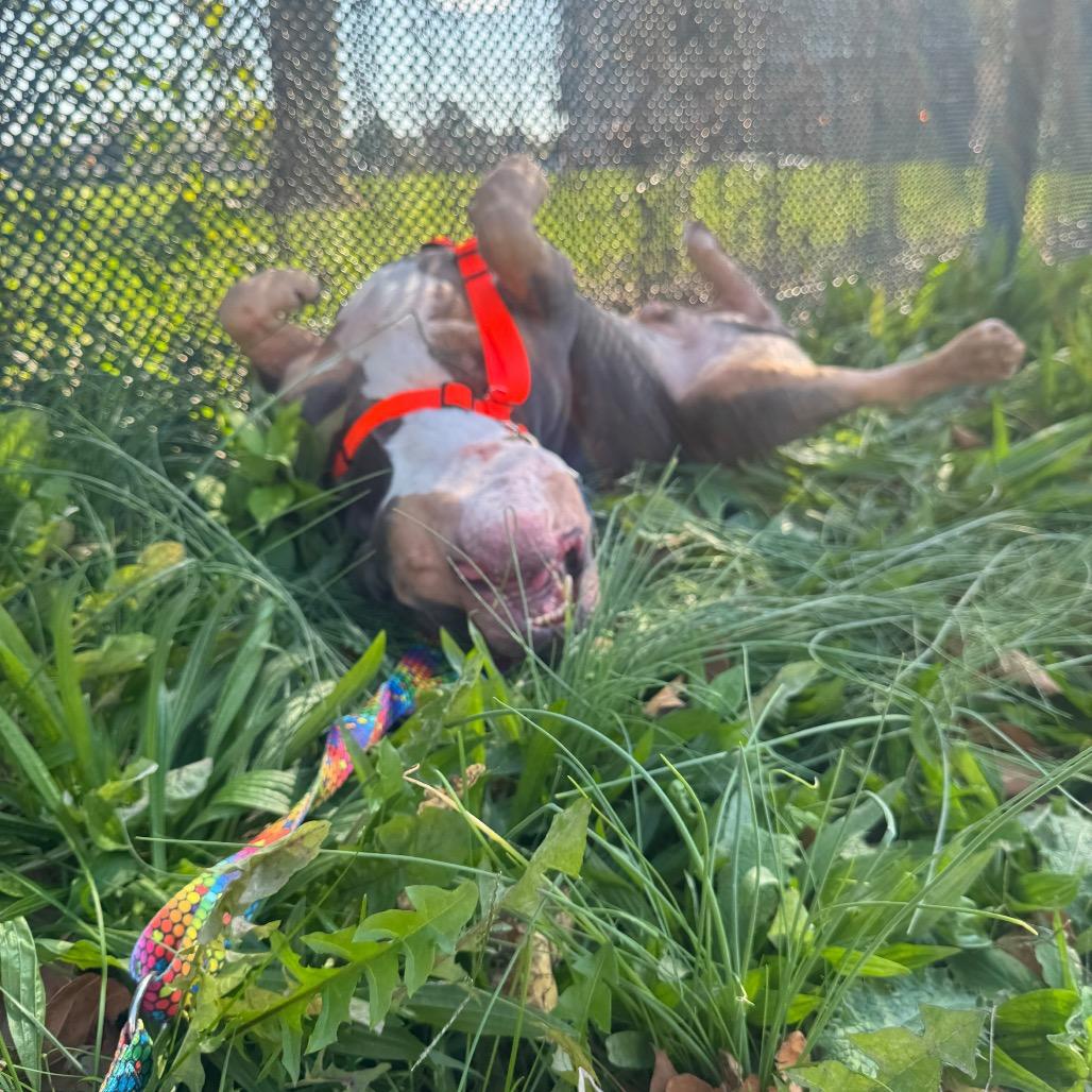 Enlarge Eclipse, a Adoptable Mixed Breed in Jersey City, NJ image 1/4