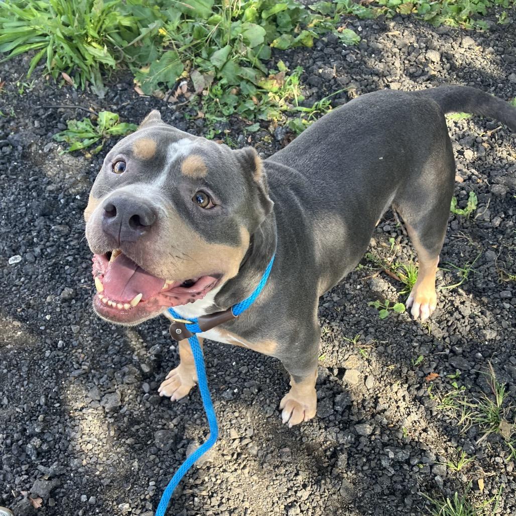Enlarge Eclipse, a Adoptable Mixed Breed in Jersey City, NJ image 2/4