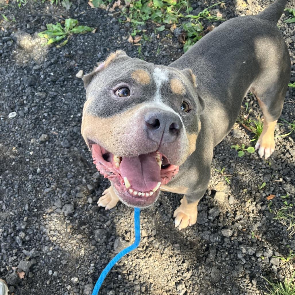 Enlarge Eclipse, a Adoptable Mixed Breed in Jersey City, NJ image 3/4