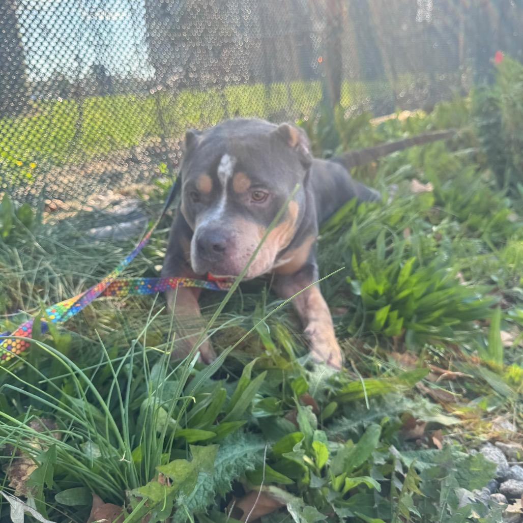 Enlarge Eclipse, a Adoptable Mixed Breed in Jersey City, NJ image 4/4