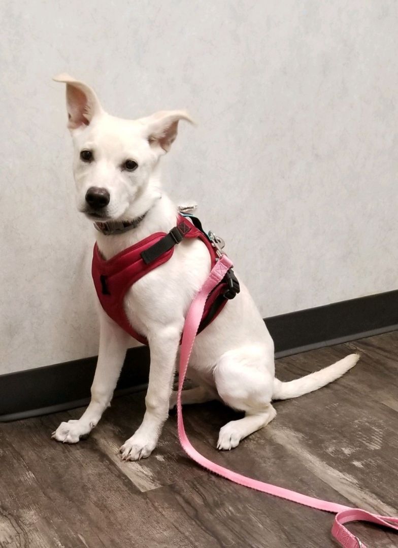 Enlarge Charlotte, a Adopted mixed breed in Canton, CT image 1/4