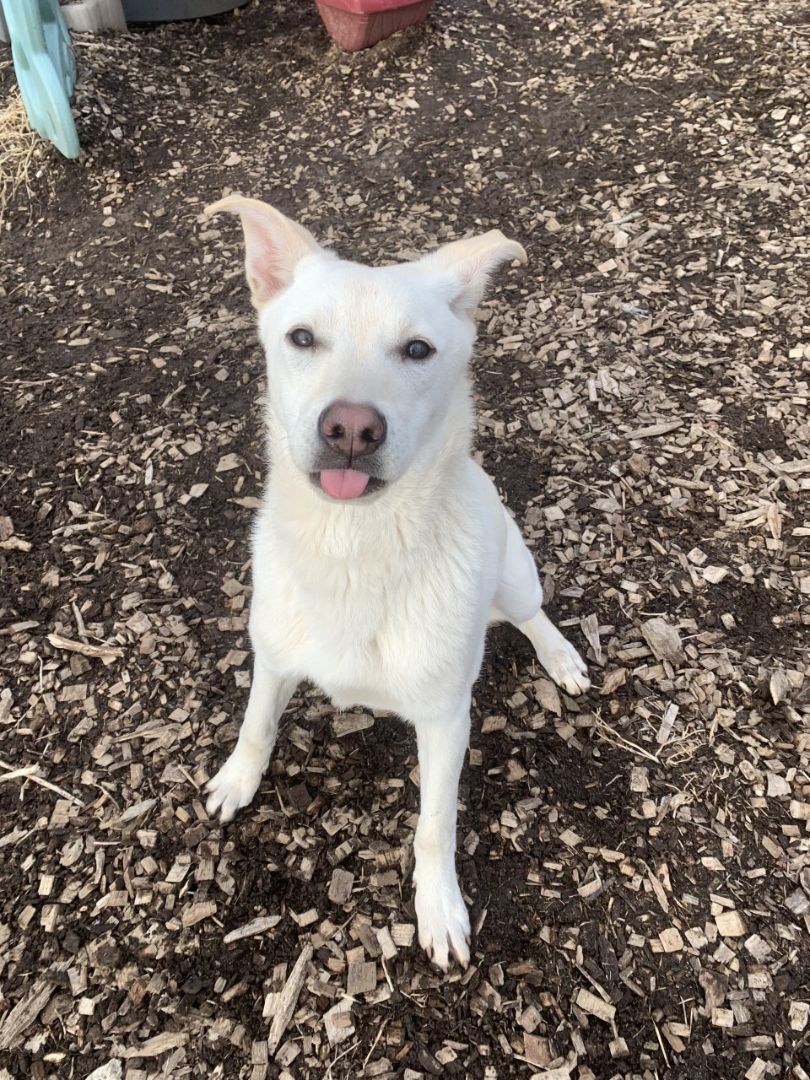 Enlarge Charlotte, a Adopted mixed breed in Canton, CT image 2/4