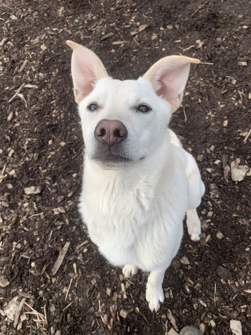 Enlarge Charlotte, a Adopted mixed breed in Canton, CT image 3/4