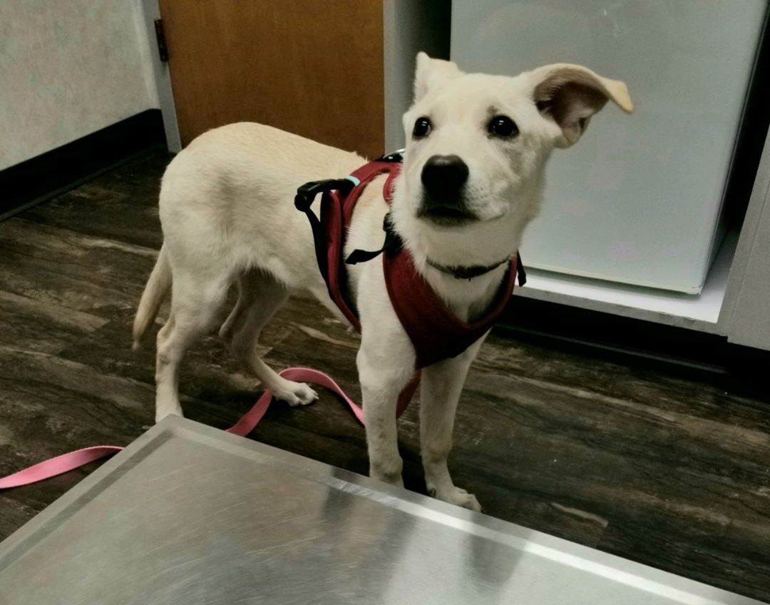 Enlarge Charlotte, a Adopted mixed breed in Canton, CT image 4/4