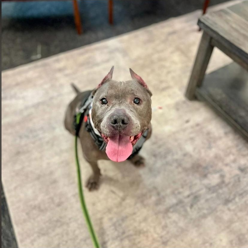 Enlarge Rolly Polly, an adopted mixed breed in Philadelphia, PA image 3/5