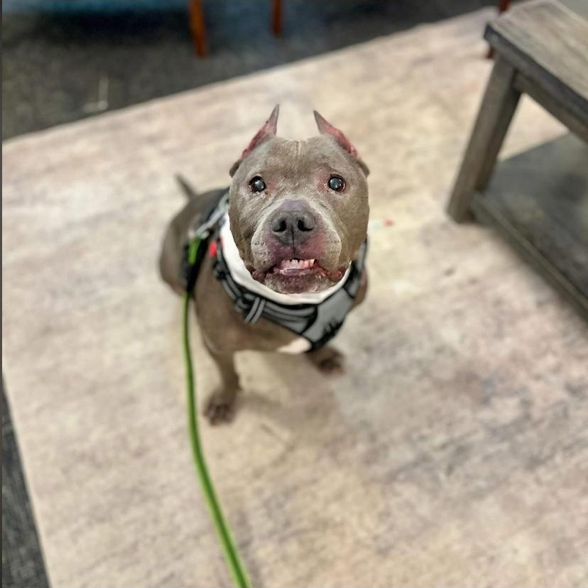 Enlarge Rolly Polly, an adopted mixed breed in Philadelphia, PA image 2/5