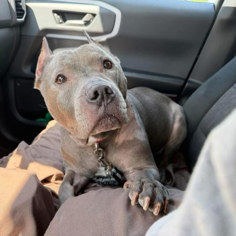 Rolly Polly, adopted, Senior Male American Staffordshire Terrier & Pit Bull Terrier.