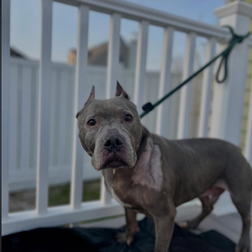 Enlarge Rolly Polly, an adopted mixed breed in Philadelphia, PA image 5/5