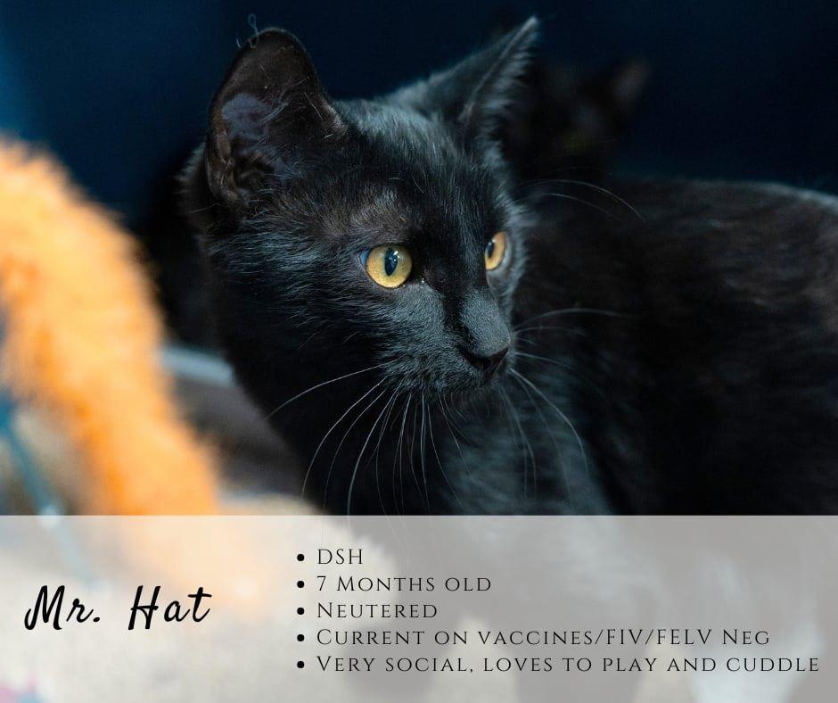 Mr. Hat, ADOPTABLE, Young Male Domestic Short Hair.