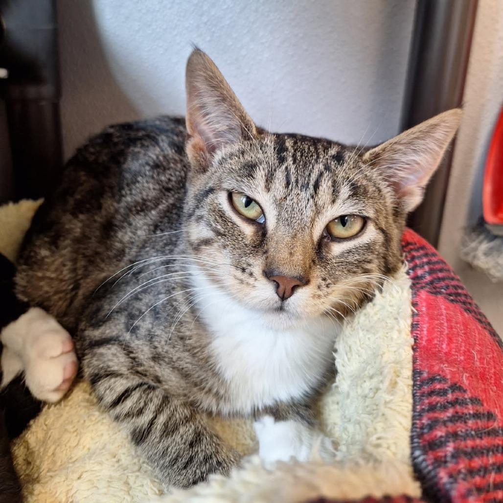 Enlarge Asiago, a Adoptable Domestic Short Hair in Attica, NY image 1/3