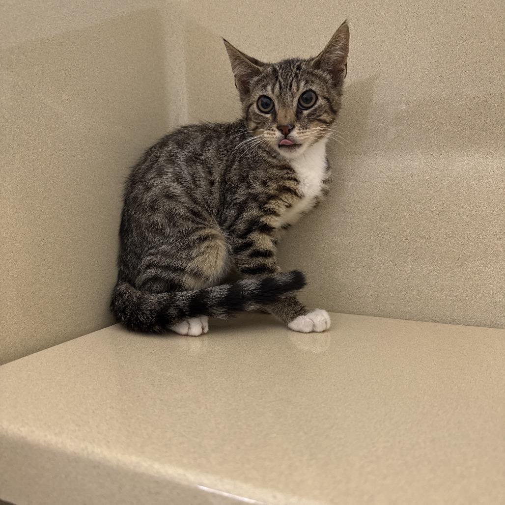 Asiago, Adoptable, Kitten Male Domestic Short Hair.
