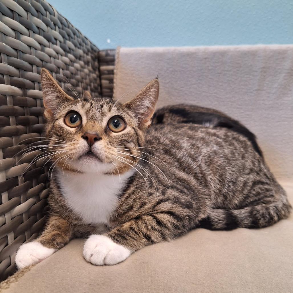 Enlarge Asiago, a Adoptable Domestic Short Hair in Attica, NY image 2/2