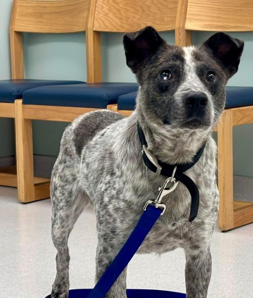 Buster, Adoptable, Young Male Australian Cattle Dog / Blue Heeler.