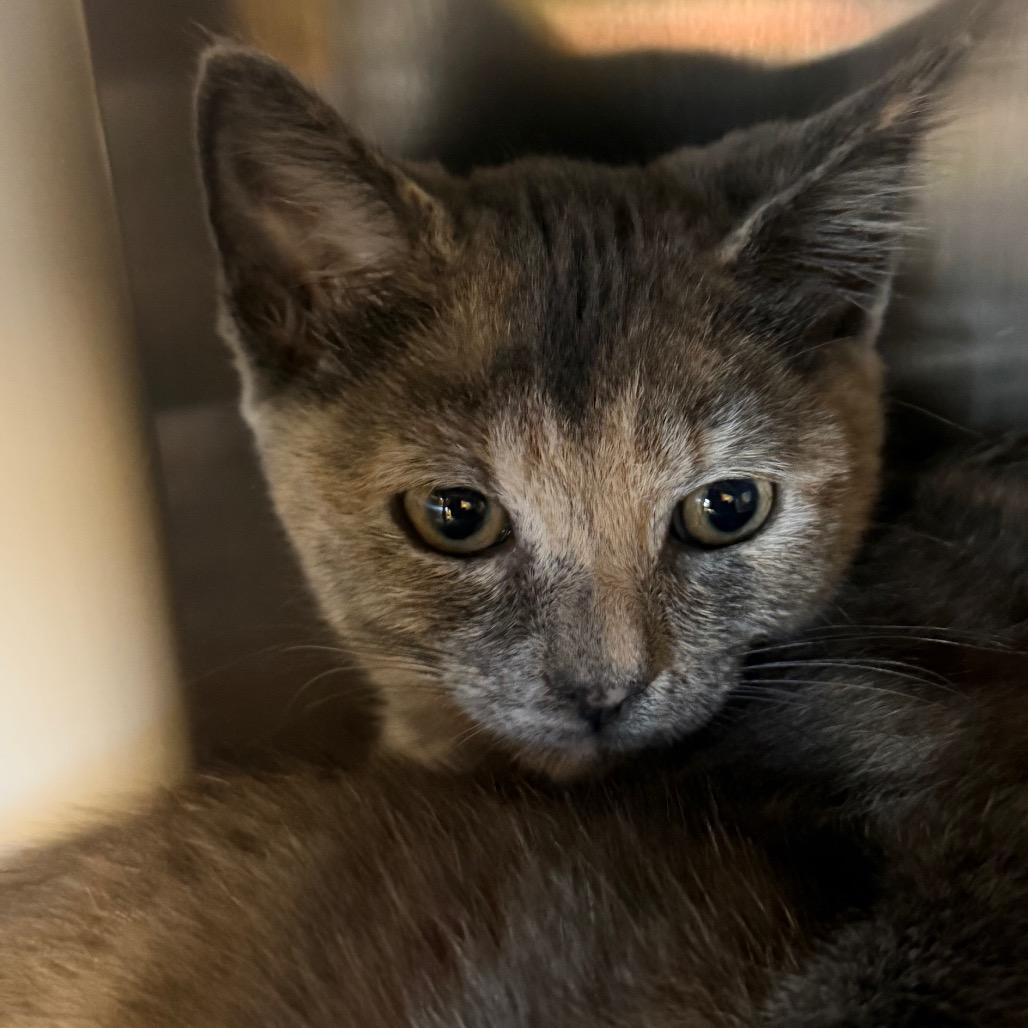 Robin, Adoptable, Kitten Female Domestic Short Hair.