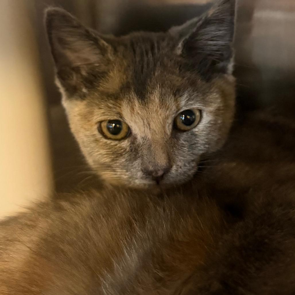 Enlarge Robin, a Adoptable Domestic Short Hair in Keizer, OR image 2/3