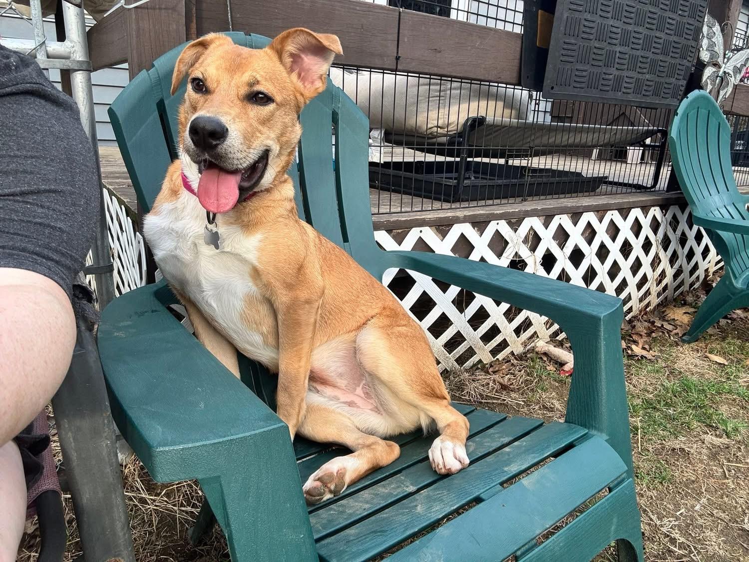 Rose, ADOPTABLE, Puppy Female Mixed Breed.
